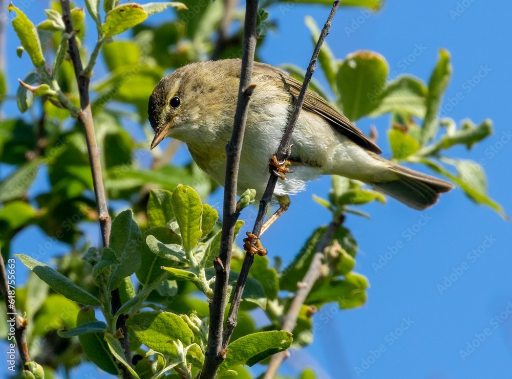 Obraz premium Willow warbler (Phylloscopus trochilus) perched on a tree branch