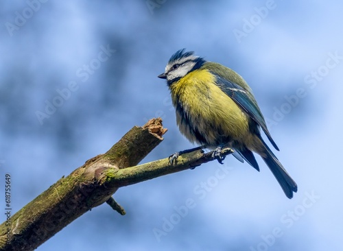 Blue tit perched on a tree branch