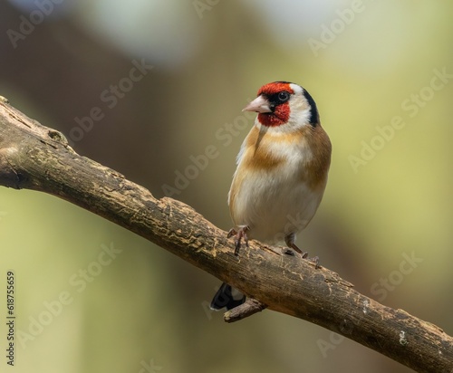 Goldfinch perched on a tree branch