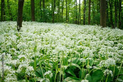Closeup of ramsons growing in a field on a sunny day