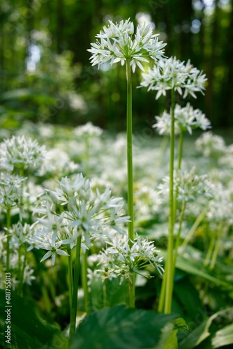 Vertical shot of ramsons growing in a field on a sunny day