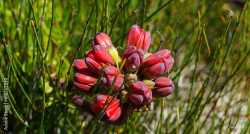 Flower Garra de Leon in the Atacama Desert. photo