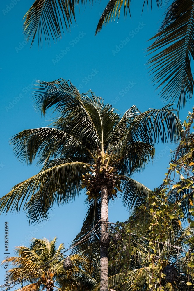 Tranquil beach scene with tall tropical palm trees against a blue sky