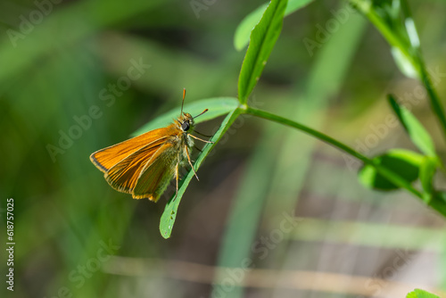 Hesperiidae / Sarı Antenli Zıpzıp / Small Skipper / Thymelicus sylvestris