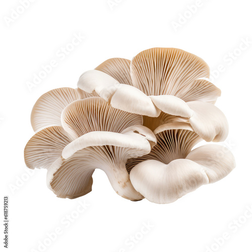 healthy mushrooms isolated on white