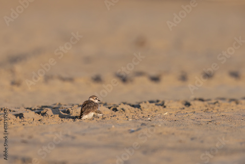 Kentish plover  protected waders on Italian beaches.