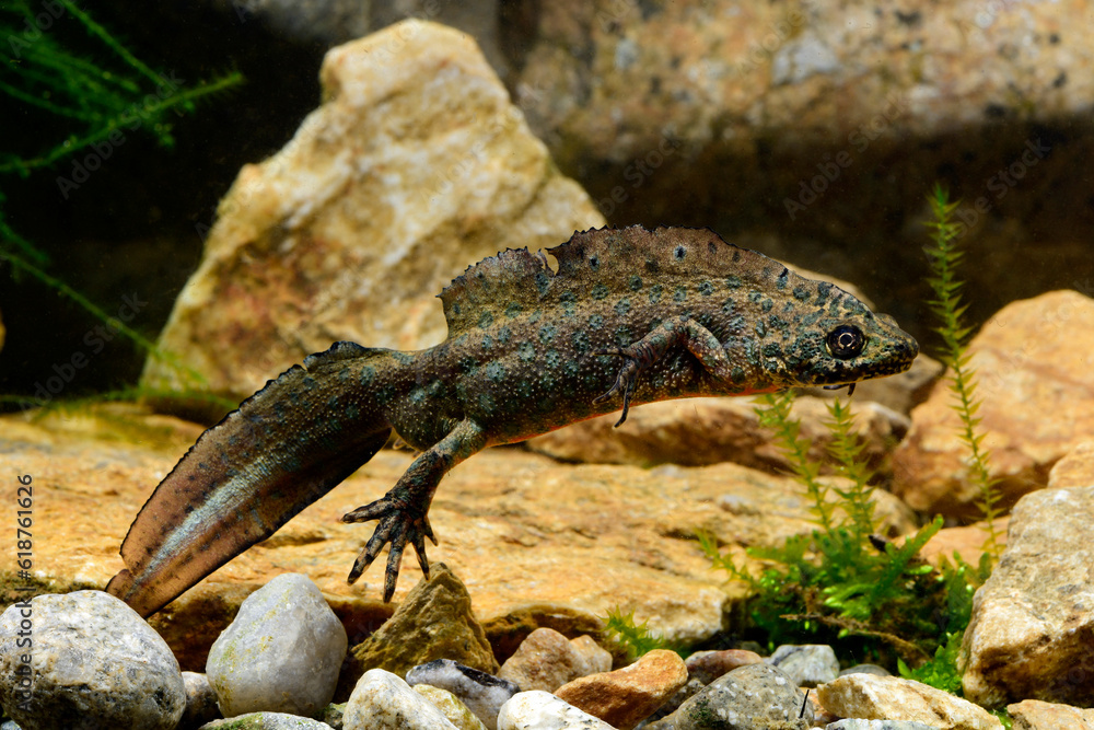 Balkan Crested Newt; Buresch's Crested Newt // Südöstlicher Balkan-Kammmolch (Triturus ivanbureschi) - Greece Balkan Crested Newt; Buresch's Crested Newt // Südöstlicher Balkan-Kammmolch (Triturus ivanbureschi) - Greece