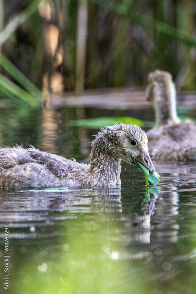 Vertical closeup of ducks swimming in a tranquil pond Vertical closeup of ducks swimming in a tranquil pond