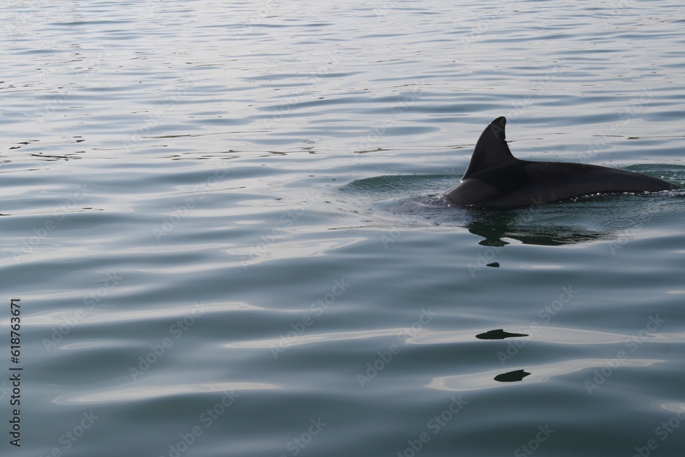 Naklejka premium Dolphin swimming in crystal clear waters.