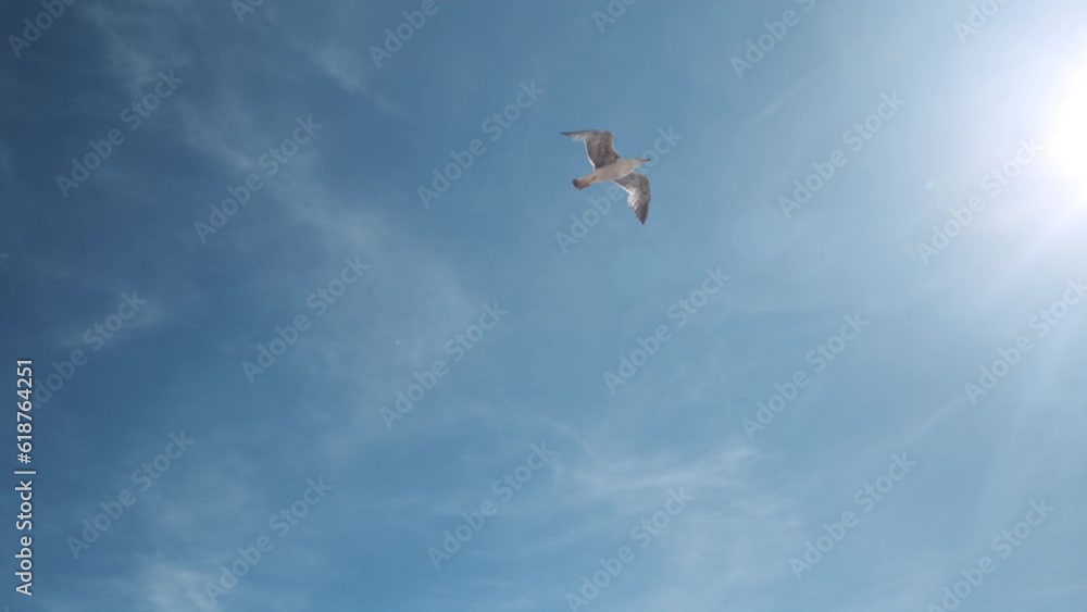 Slow motion of a seagull flying under the blue sunny sky Slow motion of a seagull flying under the blue sunny sky