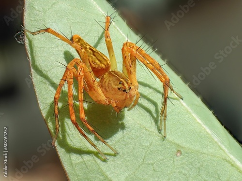 Close-up of a spider perched on a green leaf