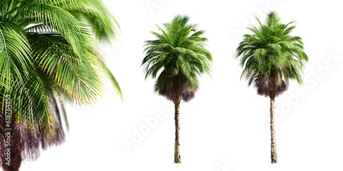 Bangalow palm trees isolated on transparent background and selective focus close-up. 3D render. photo