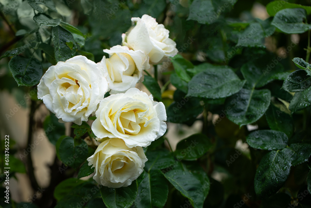 biało kremowe róże w ogrodzie, white roses in the garden - obrazy, fototapety, plakaty 