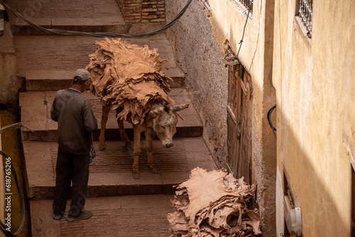 Foto FES, MOROCCO - ARIL 10, 2023 - A donkeys takes dried leather from a tannery in t
