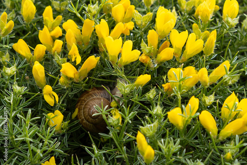 Echinospartum barnadesii, yellow flowers, plant species in the family Fabaceae. photo