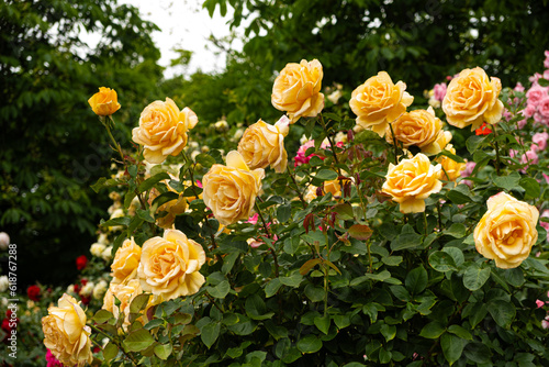 Fototapeta Naklejka Na Ścianę i Meble -  Bush of yellow roses in the garden of roses. Incredibly beautiful postcard, summer flowers.