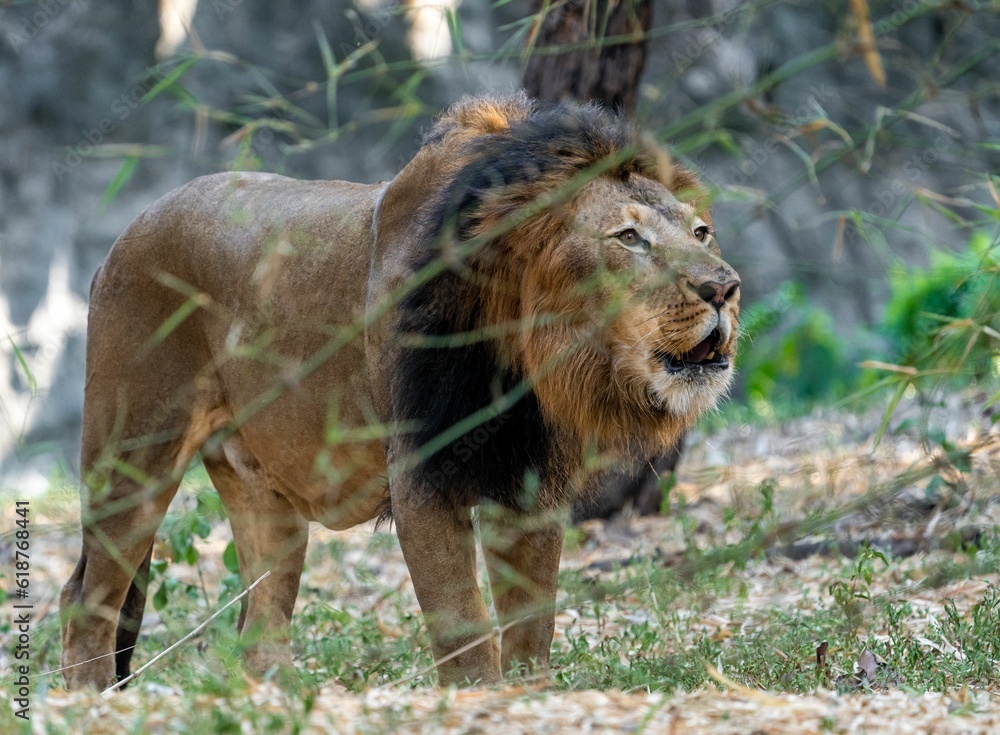 Fototapeta premium Magnificent African lion standing atop a grassy knoll, surrounded by lush foliage
