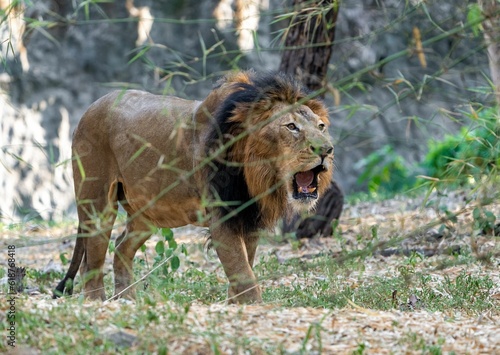 Majestic lion standing in an isolated savannah  with its mouth open