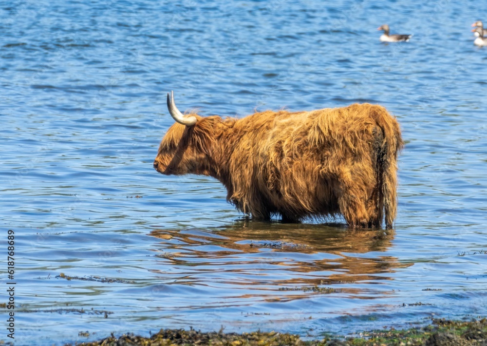 Scottish highland cow standing in the water Scottish highland cow standing in the water