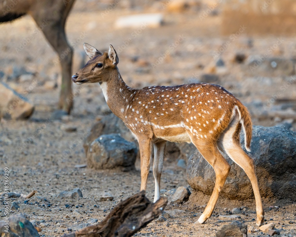 Wild Spotted deer (Chital deer) standing in a forest glade Wild Spotted deer (Chital deer) standing in a forest glade