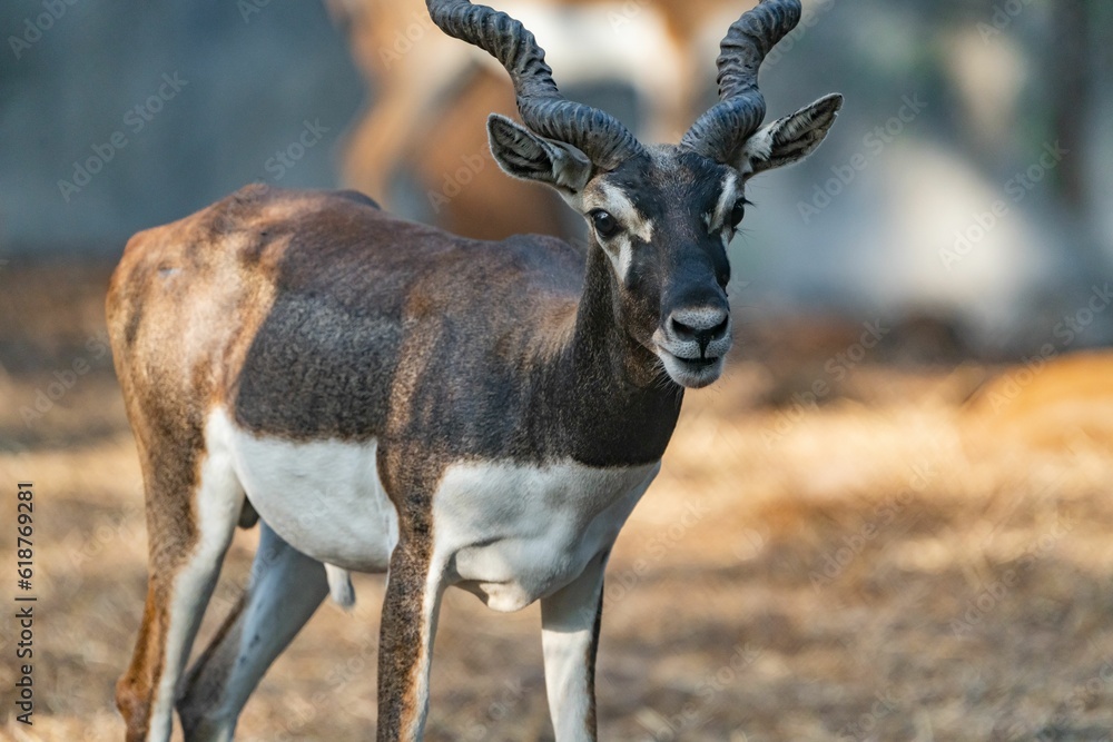 Fototapeta premium African antelope standing in a rocky area surrounded by a sandy dirt landscape