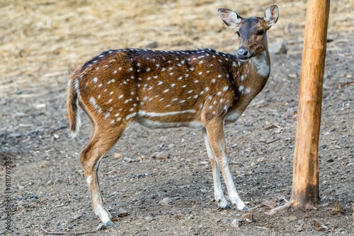 Wild Spotted deer (Chital deer) standing in a forest glade © Mahadev Patil/Wirestock Creators