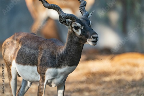 African antelope standing in a rocky area surrounded by a sandy dirt landscape