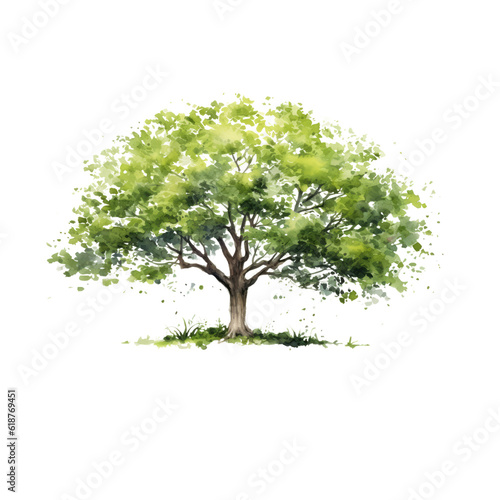natural tree on a white background