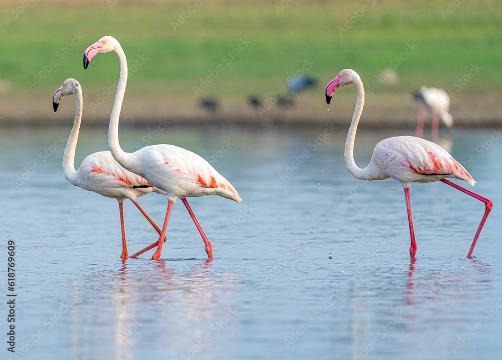 Large group of vibrant pink flamingos wading through the still waters of a scenic pond