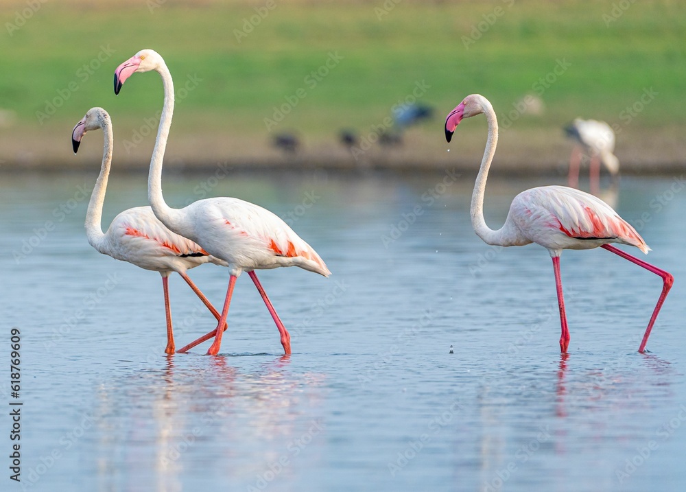 Large group of vibrant pink flamingos wading through the still waters of a scenic pond Large group of vibrant pink flamingos wading through the still waters of a scenic pond