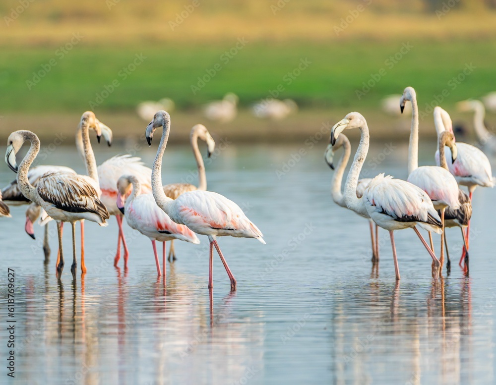 Line of pink flamingos standing in a row along the edge of a tranquil body of water