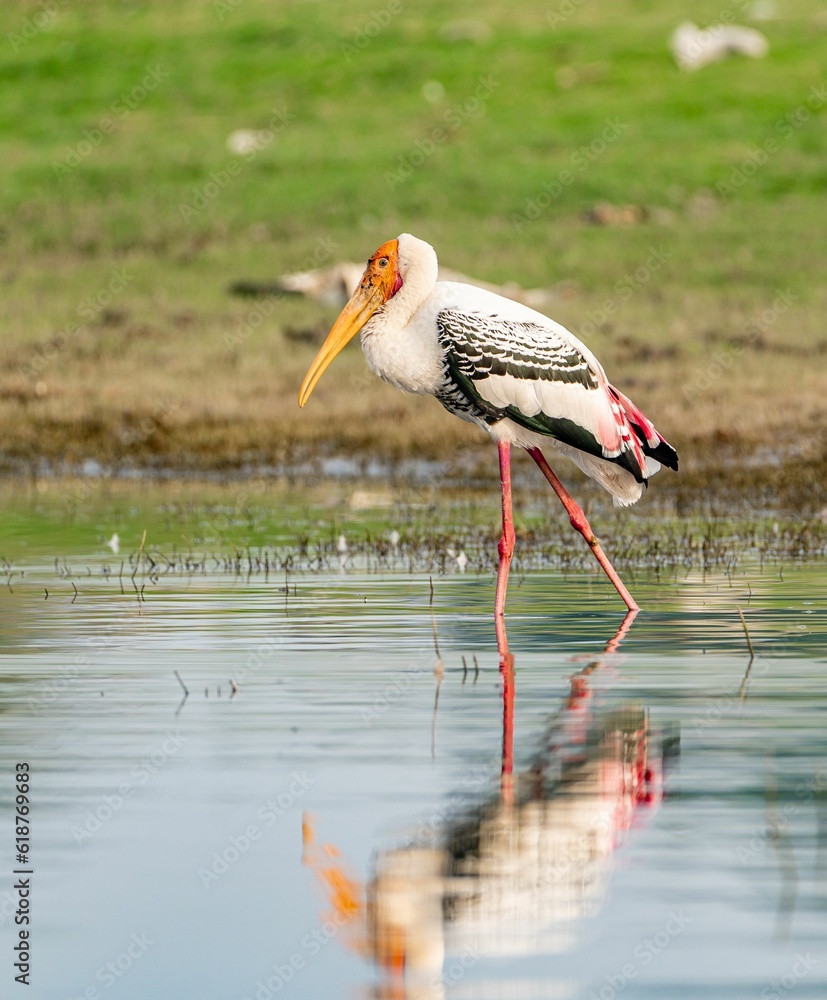 Majestic Painted Stork (Mycteria leucocephala) perched in shallow water