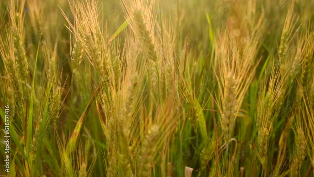 Wheat field. Close up of ears of golden wheat. Beautiful nature sunset in summertime. Rural scenery under sunlight. Ripening ears of meadow wheat field. Rich harvest Concept Wheat field. Close up of ears of golden wheat. Beautiful nature sunset in summertime. Rural scenery under sunlight. Ripening ears of meadow wheat field. Rich harvest Concept