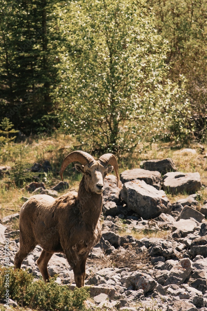 Large Sierra Nevada bighorn standing atop a rocky outcropping in a vast field of craggy stones