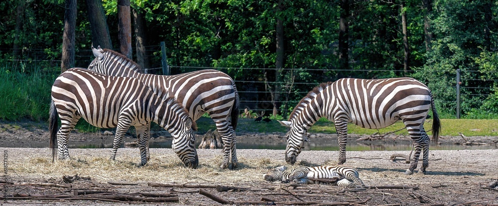 Fototapeta premium three zebras are eating grass in a fenced off area