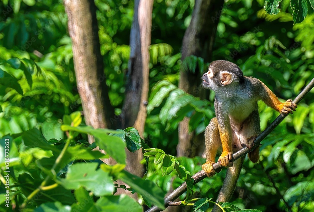 Obraz premium Monkey perched on a branch of a tree, looking back