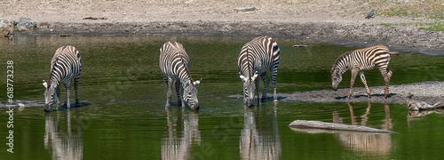 Zebra standing side by side taking a drink from a tranquil body of water in a natural setting