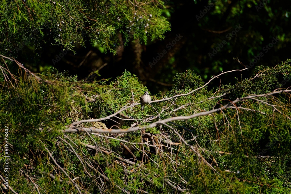 Small Eastern phoebe bird perched atop a branch in a lush green forest Small Eastern phoebe bird perched atop a branch in a lush green forest