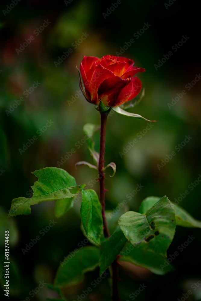 Closeup of a vibrant rose growing in a green garden