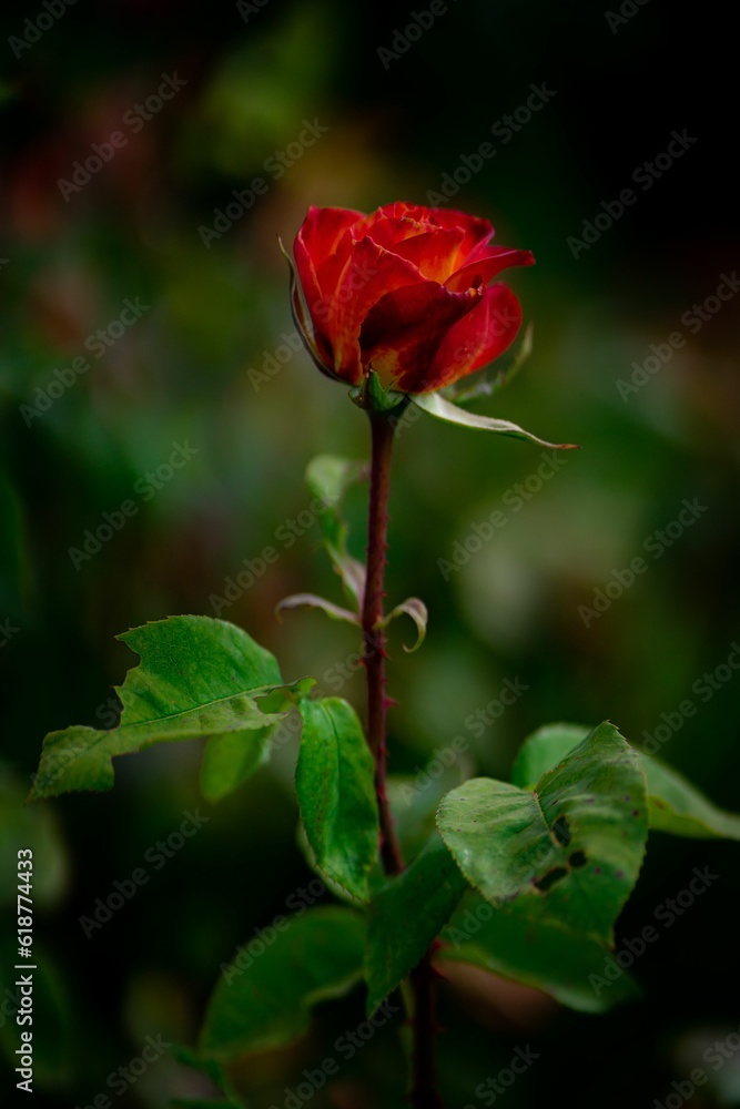 Closeup of a vibrant rose growing in a green garden Closeup of a vibrant rose growing in a green garden