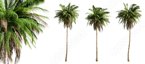 Quindio wax palm trees isolated on transparent background and selective focus close-up. 3D render image.