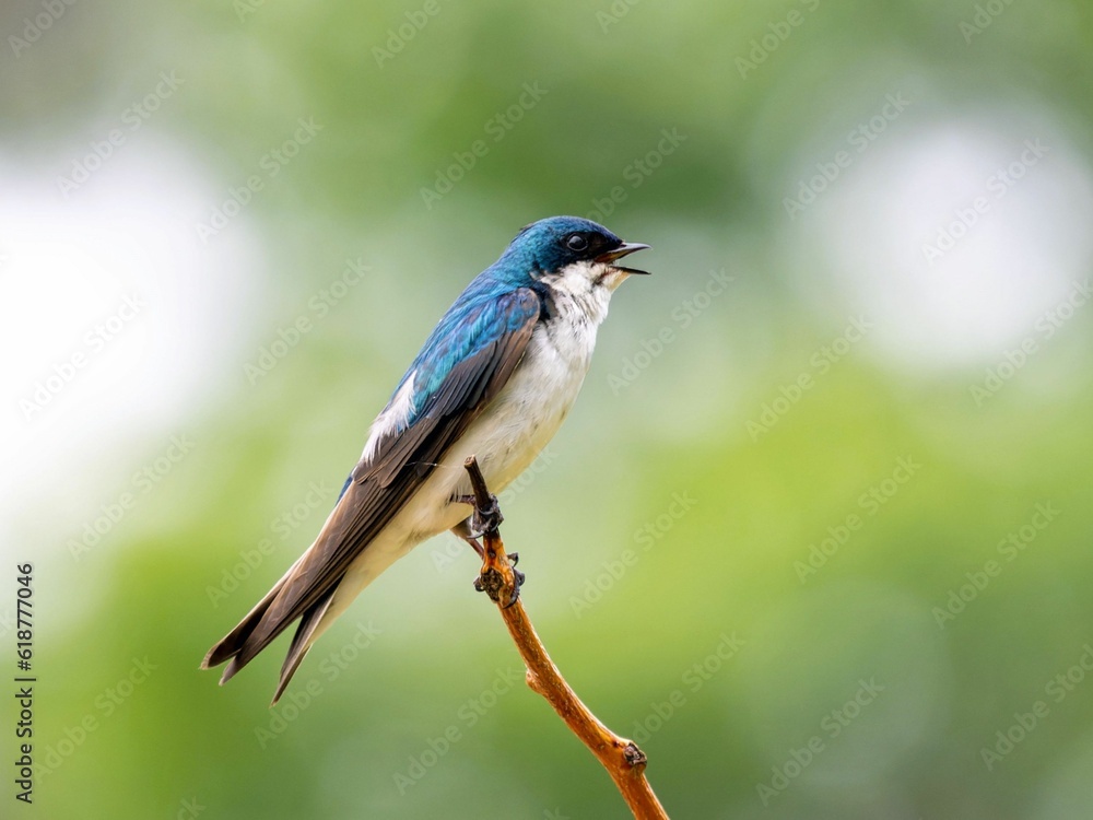 Low angle shot of a tree swallow perched on a tree branch on a sunny day Low angle shot of a tree swallow perched on a tree branch on a sunny day