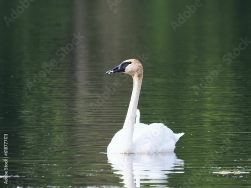 Closeup of a Trumpeter Swan on a pond with a blurry background