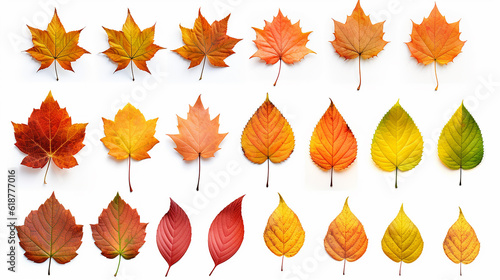 Isolated leaves. Collection of multicolored fallen autumn leaves isolated on white background