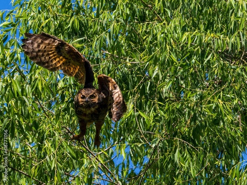 Closeup of a great horned owl perched on a tree branch in a field