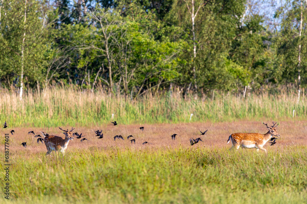 Damhirsche und Stare auf einer Wiese bei Zingst an der Ostsee. Damhirsche und Stare auf einer Wiese bei Zingst an der Ostsee.