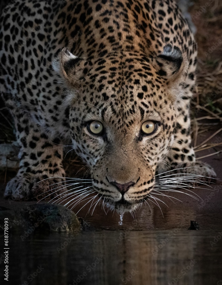 Vertical closeup shot of a beautiful majestic leopard looking at the camera Vertical closeup shot of a beautiful majestic leopard looking at the camera