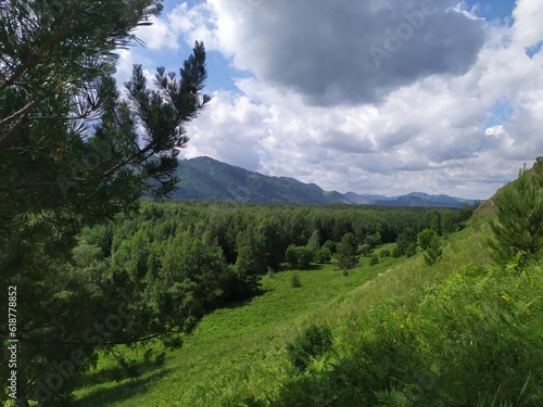 forest in the mountains