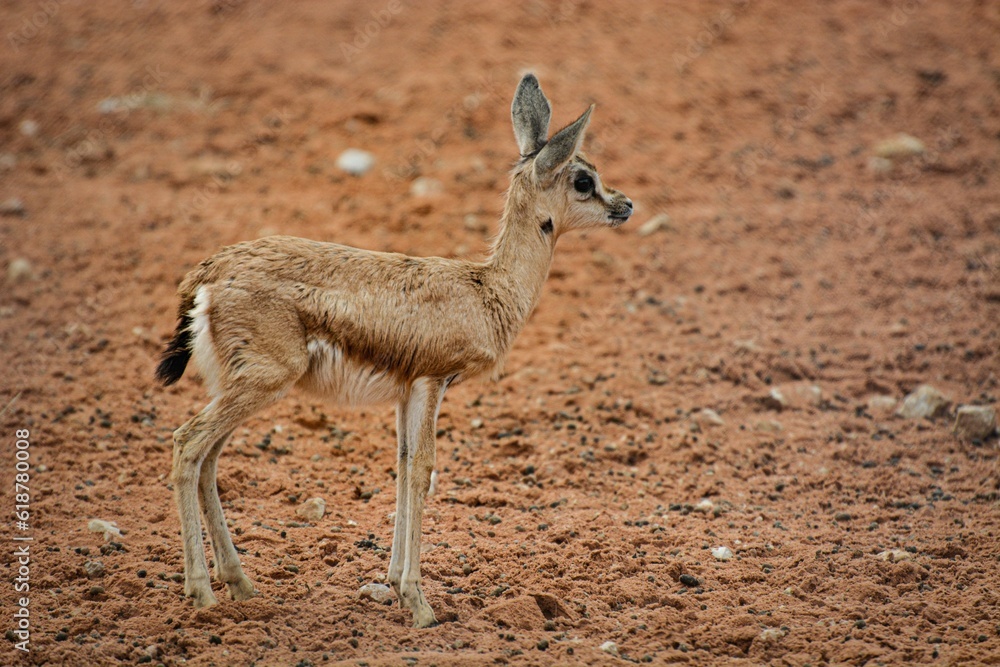 Solitary young deer stands in the center of a barren expanse of dirt and rocks