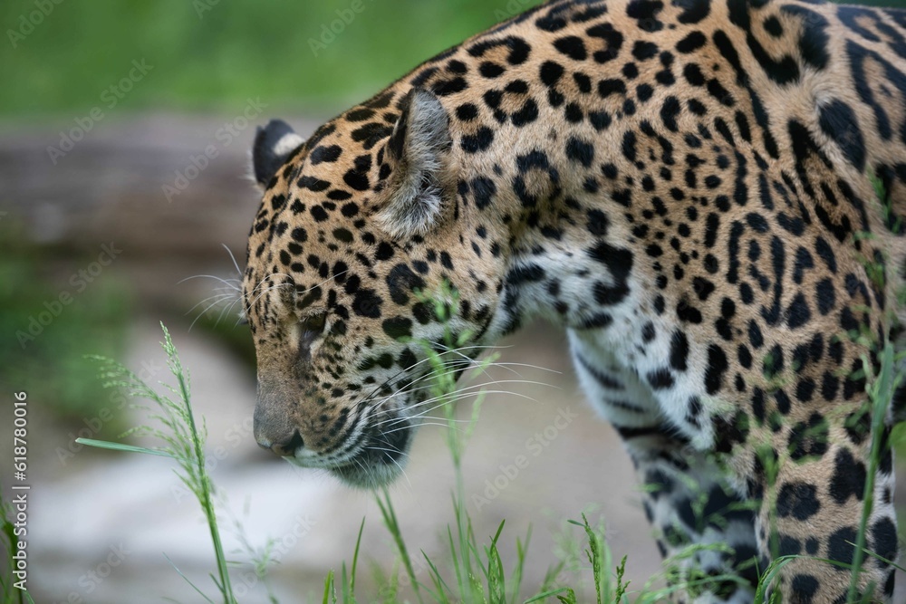 Majestic Jaguar roaming in a grassy field in its natural habitat Majestic Jaguar roaming in a grassy field in its natural habitat